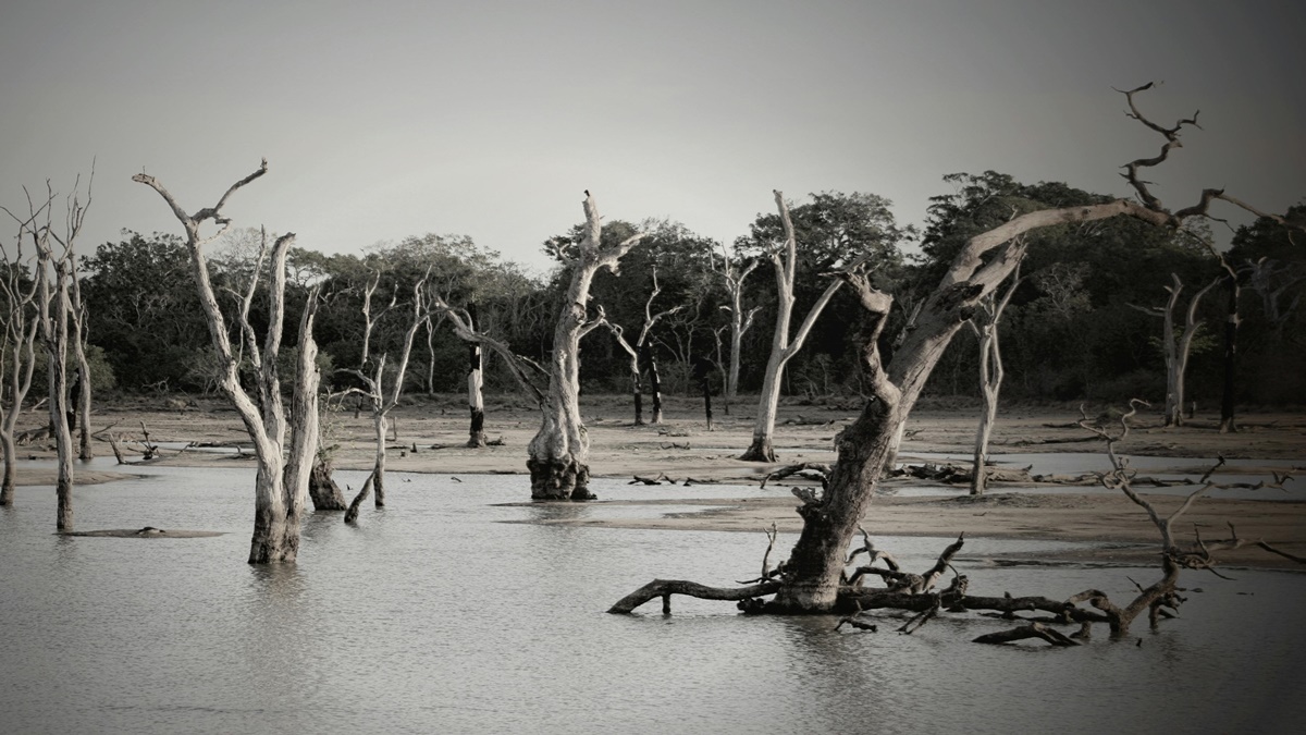 Andhra Pradesh Floods